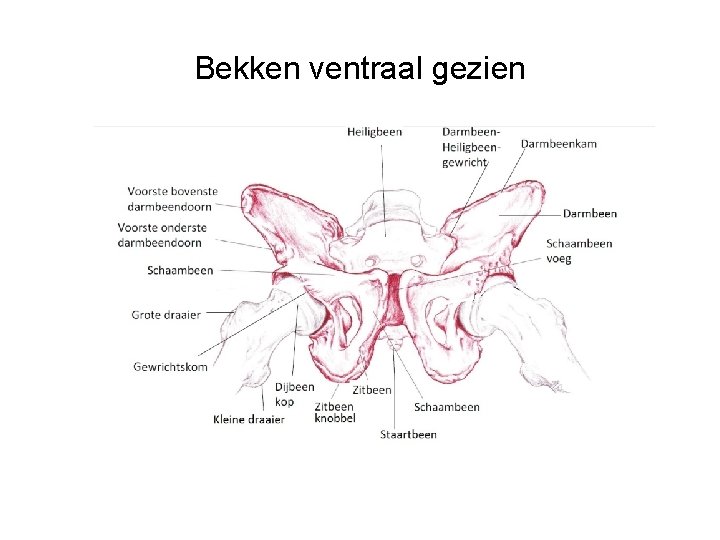 Bekken ventraal gezien 