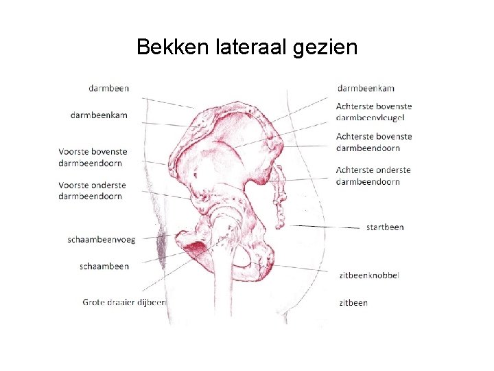 Bekken lateraal gezien 