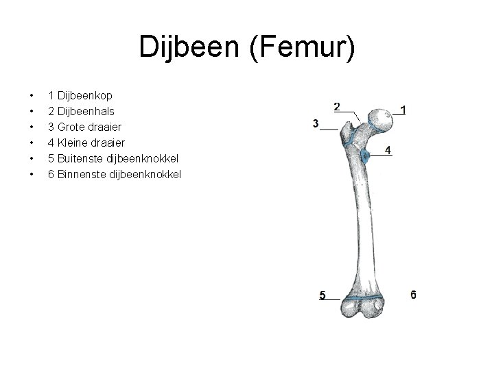 Dijbeen (Femur) • • • 1 Dijbeenkop 2 Dijbeenhals 3 Grote draaier 4 Kleine