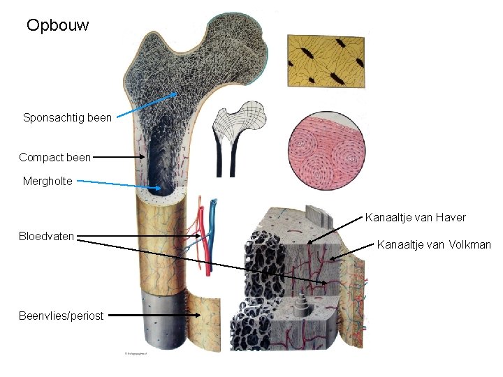 Opbouw Sponsachtig been Compact been Mergholte Kanaaltje van Haver Bloedvaten Beenvlies/periost Kanaaltje van Volkman