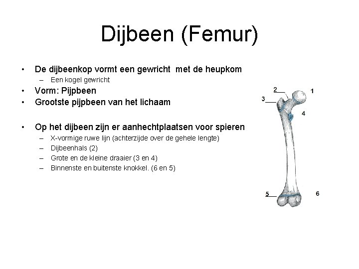 Dijbeen (Femur) • De dijbeenkop vormt een gewricht met de heupkom – Een kogel