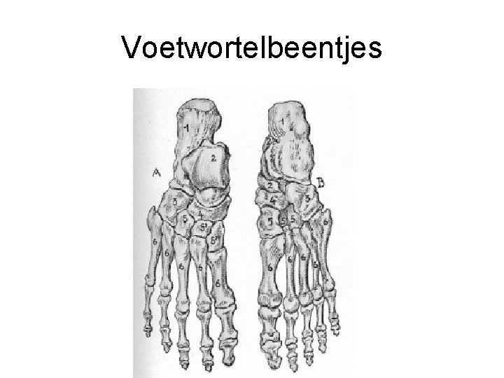 Voetwortelbeentjes 