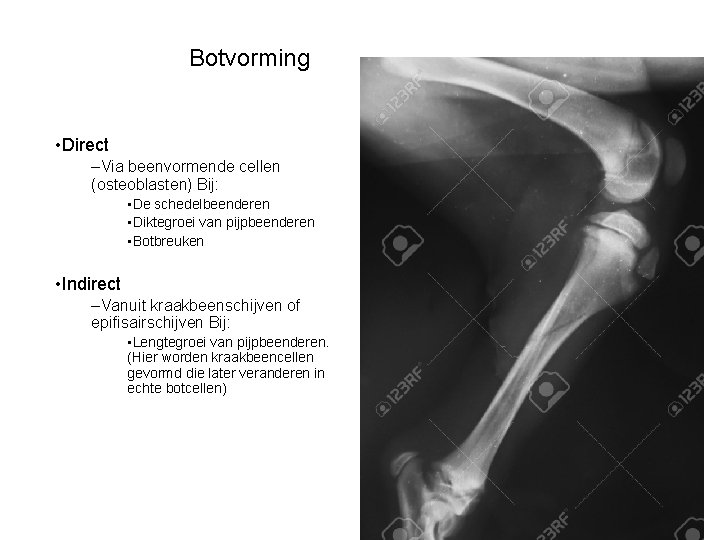 Botvorming • Direct –Via beenvormende cellen (osteoblasten) Bij: • De schedelbeenderen • Diktegroei van