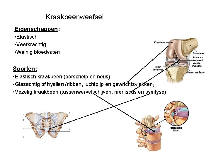 Kraakbeenweefsel Eigenschappen: • Elastisch • Veerkrachtig • Weinig bloedvaten Soorten: • Elastisch kraakbeen (oorschelp