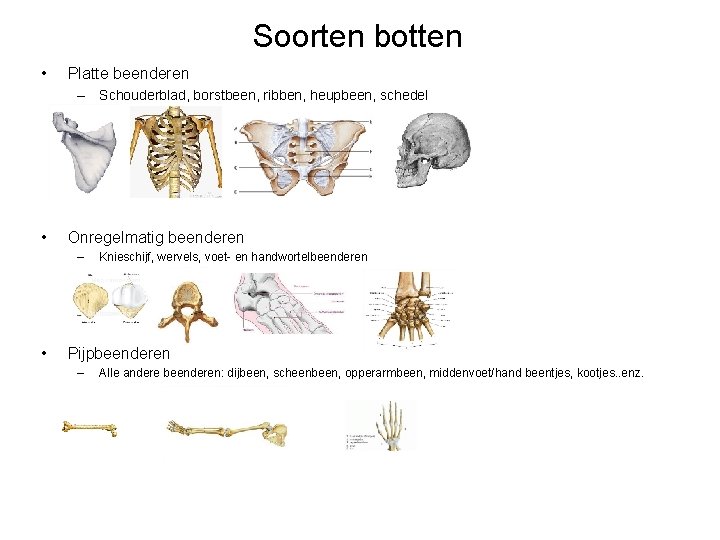 Soorten botten • Platte beenderen – Schouderblad, borstbeen, ribben, heupbeen, schedel • Onregelmatig beenderen