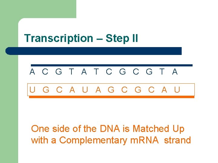 Transcription – Step II A C G T A T C G T A