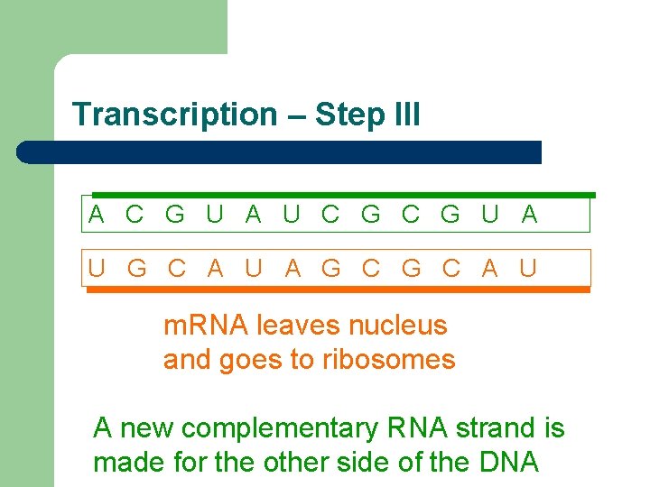 Transcription – Step III A C G U A U G C A U