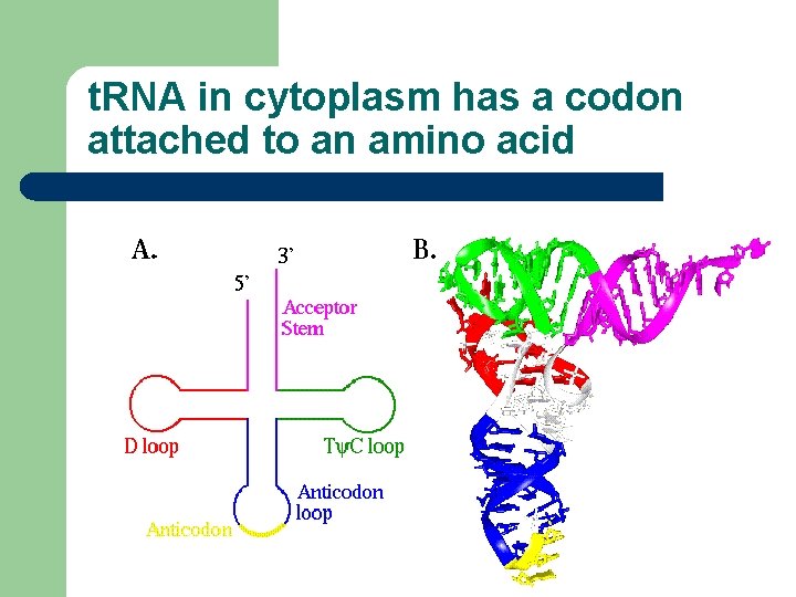 t. RNA in cytoplasm has a codon attached to an amino acid 