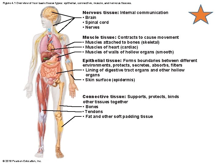 Figure 4. 1 Overview of four basic tissue types: epithelial, connective, muscle, and nervous