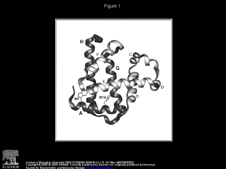 Figure 1 Journal of Biological Chemistry 2000 27536285 -36294 DOI: (10. 1074/jbc. M 003008200)