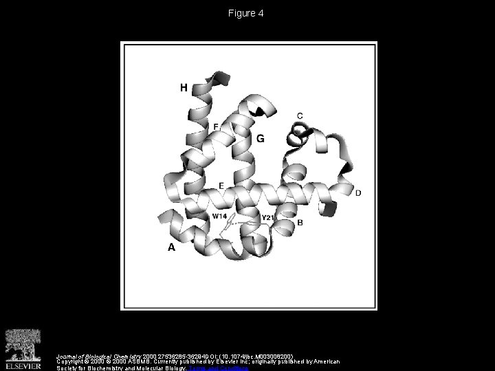 Figure 4 Journal of Biological Chemistry 2000 27536285 -36294 DOI: (10. 1074/jbc. M 003008200)