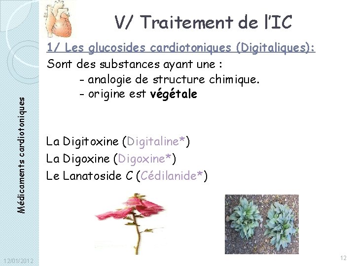 Médicaments cardiotoniques V/ Traitement de l’IC 12/01/2012 1/ Les glucosides cardiotoniques (Digitaliques): Sont des