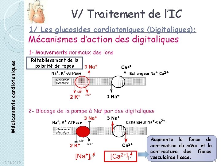 V/ Traitement de l’IC Médicaments cardiotoniques 1/ Les glucosides cardiotoniques (Digitaliques): Rétablissement de la
