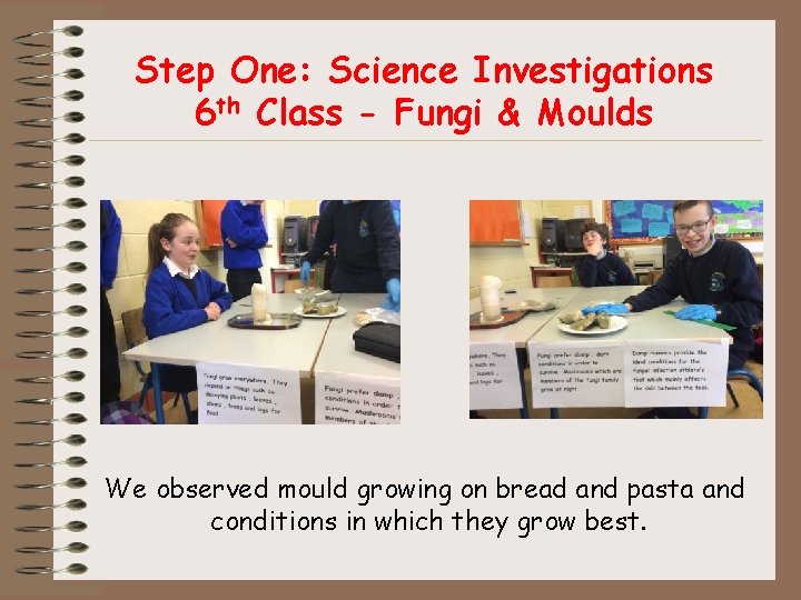 Step One: Science Investigations 6 th Class - Fungi & Moulds We observed mould