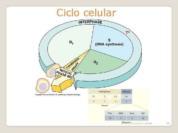 Ciclo celular Tema 2: Mitosis y meiosis 11 