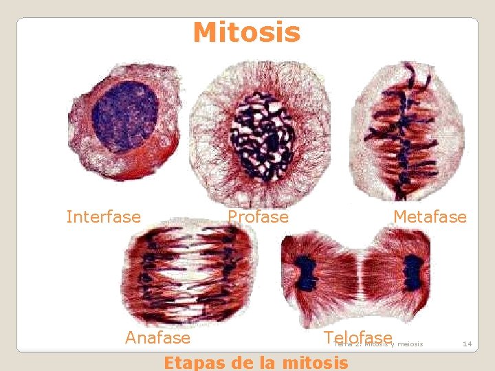 Mitosis Interfase Profase Anafase Metafase Telofase Tema 2: Mitosis y meiosis Etapas de la