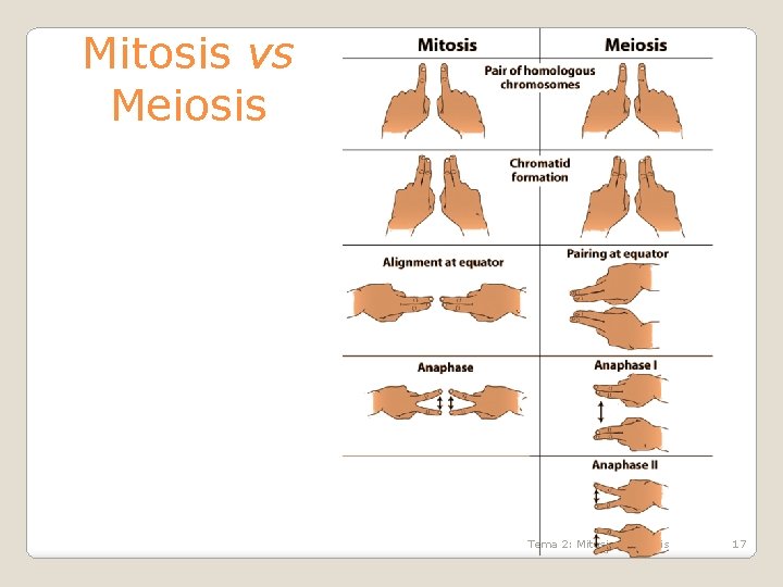 Mitosis vs Meiosis Tema 2: Mitosis y meiosis 17 