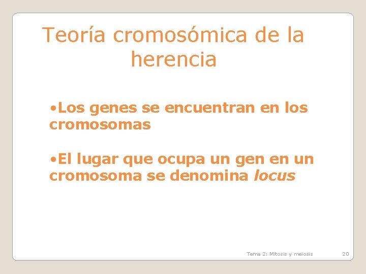 Teoría cromosómica de la herencia • Los genes se encuentran en los cromosomas •