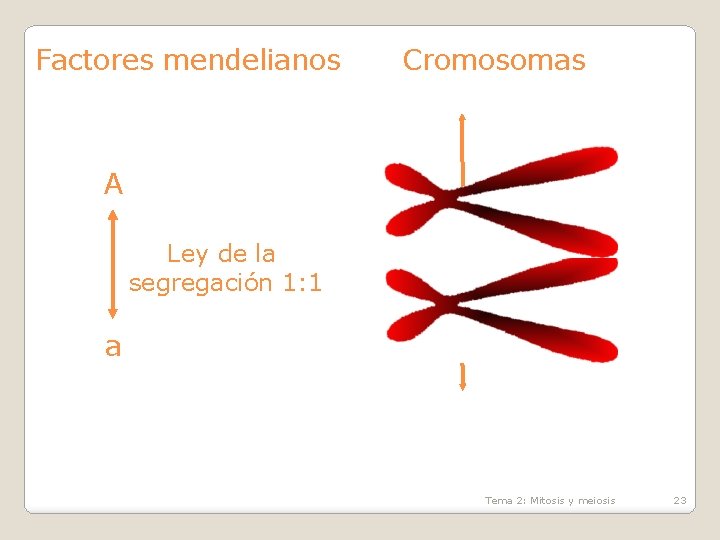 Factores mendelianos Cromosomas A Ley de la segregación 1: 1 a Tema 2: Mitosis