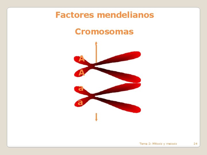 Factores mendelianos Cromosomas A A a a Tema 2: Mitosis y meiosis 24 