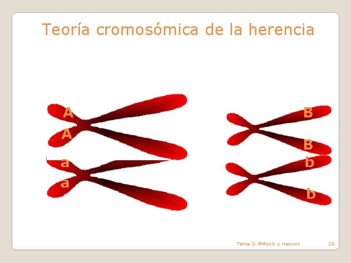 Teoría cromosómica de la herencia A B b a a b Tema 2: Mitosis