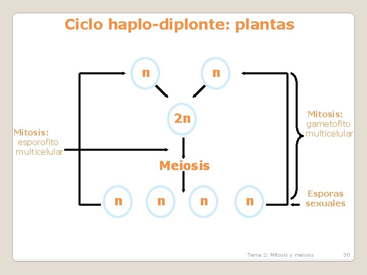 Ciclo haplo-diplonte: plantas n n Mitosis: gametofito multicelular 2 n Mitosis: esporofito multicelular Meiosis