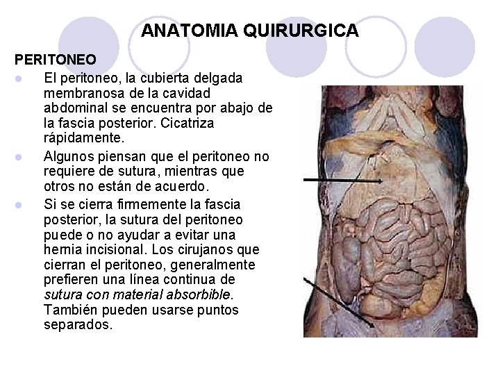 ANATOMIA QUIRURGICA PERITONEO l El peritoneo, la cubierta delgada membranosa de la cavidad abdominal