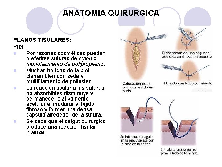 ANATOMIA QUIRURGICA PLANOS TISULARES: Piel l Por razones cosméticas pueden preferirse suturas de nylon