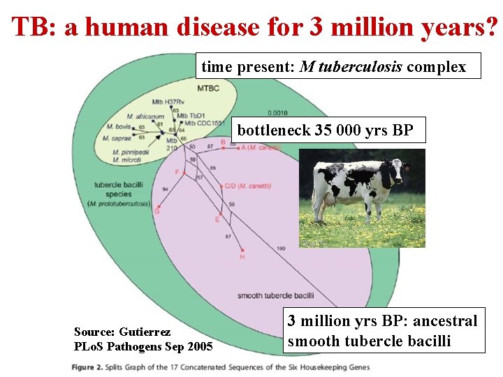 TB: a human disease for 3 million years? time present: M tuberculosis complex bottleneck