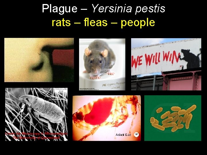 Plague – Yersinia pestis rats – fleas – people 