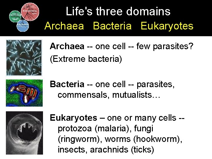 Life's three domains Archaea Bacteria Eukaryotes Archaea -- one cell -- few parasites? (Extreme