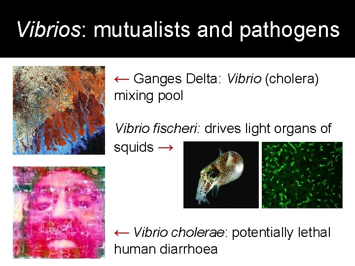 Vibrios: mutualists and pathogens ← Ganges Delta: Vibrio (cholera) mixing pool Vibrio fischeri: drives