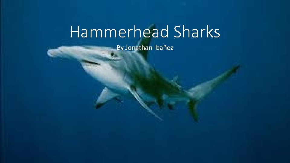 Hammerhead Sharks By Jonathan Ibañez 