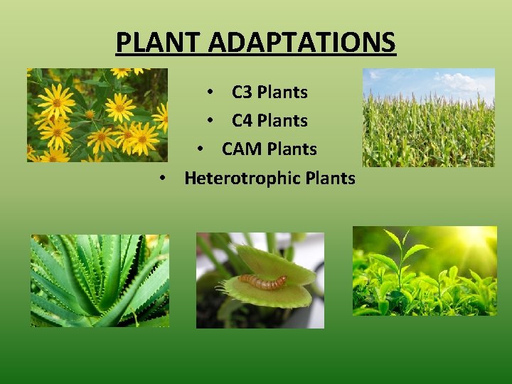 PLANT ADAPTATIONS • C 3 Plants • C 4 Plants • CAM Plants •