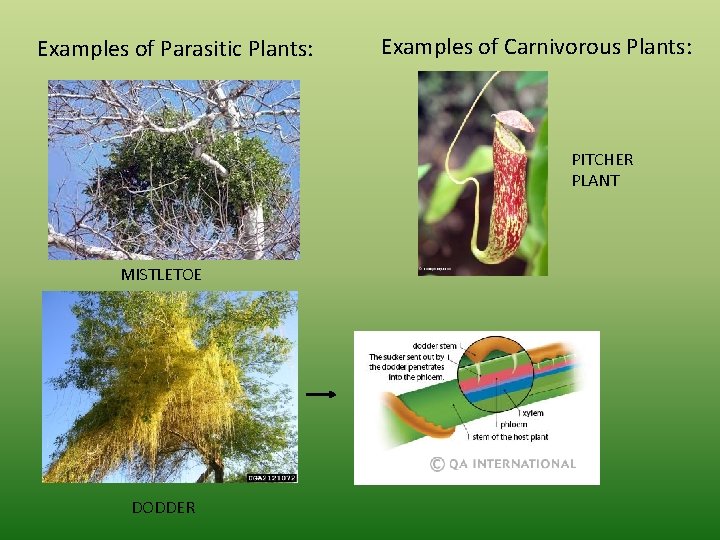 Examples of Parasitic Plants: Examples of Carnivorous Plants: PITCHER PLANT MISTLETOE DODDER 