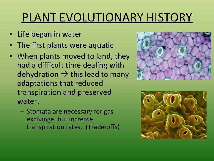 PLANT EVOLUTIONARY HISTORY • Life began in water • The first plants were aquatic