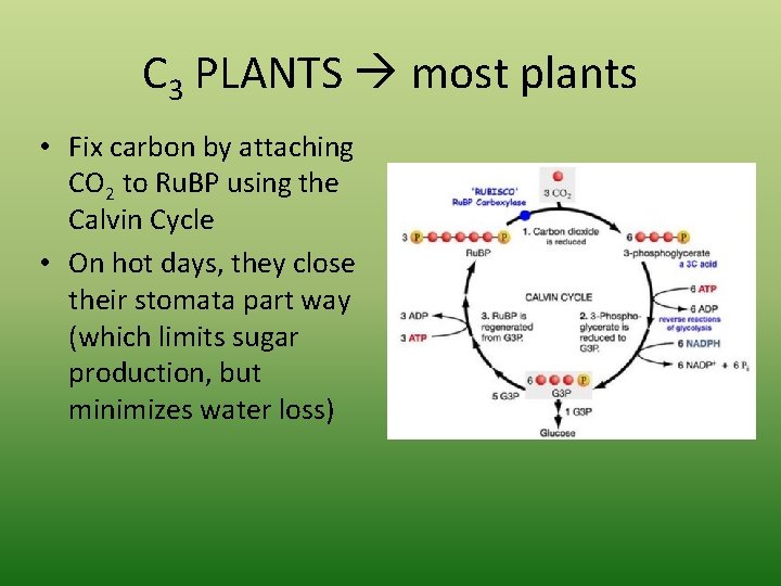 C 3 PLANTS most plants • Fix carbon by attaching CO 2 to Ru.