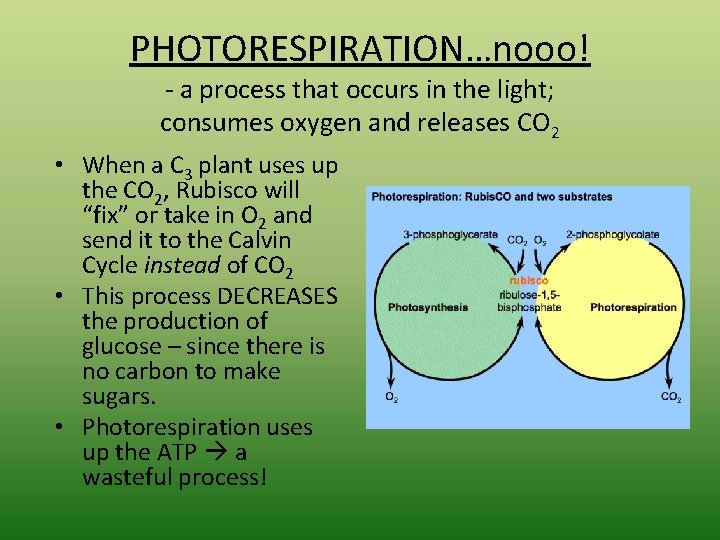 PHOTORESPIRATION…nooo! - a process that occurs in the light; consumes oxygen and releases CO