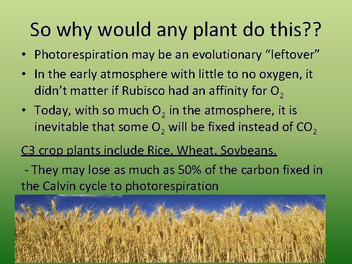 So why would any plant do this? ? • Photorespiration may be an evolutionary