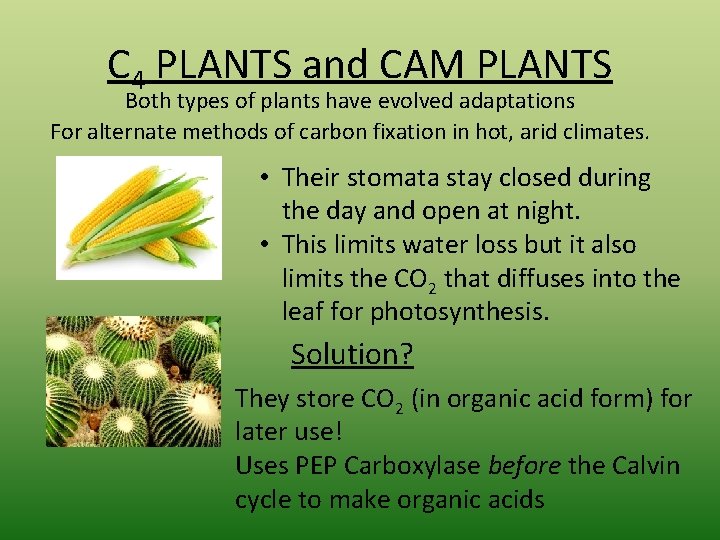 C 4 PLANTS and CAM PLANTS Both types of plants have evolved adaptations For