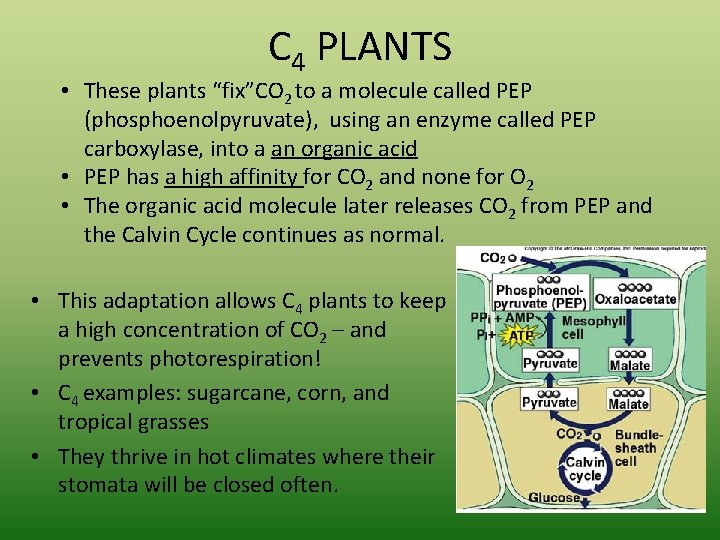 C 4 PLANTS • These plants “fix”CO 2 to a molecule called PEP (phosphoenolpyruvate),