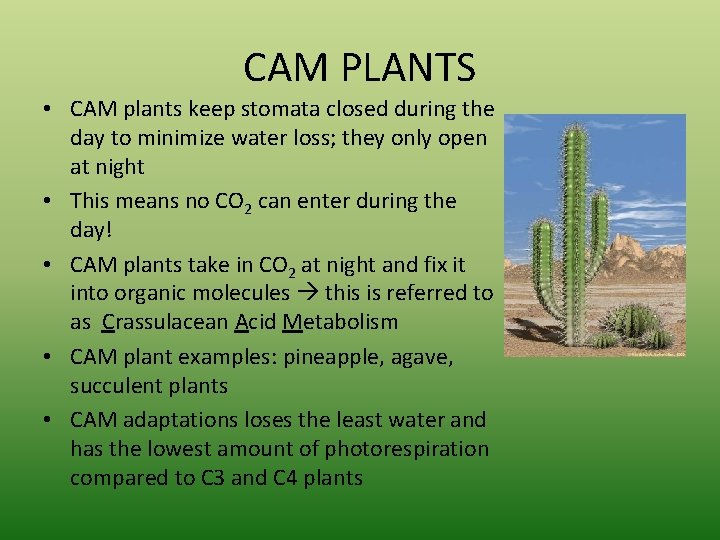 CAM PLANTS • CAM plants keep stomata closed during the day to minimize water