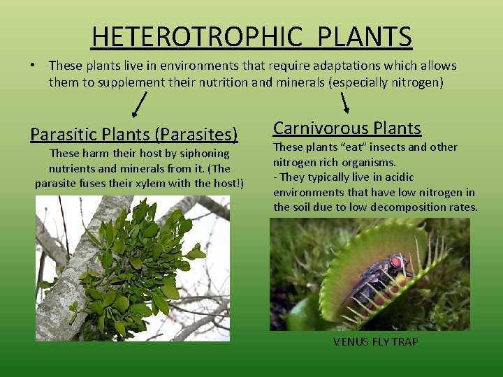 HETEROTROPHIC PLANTS • These plants live in environments that require adaptations which allows them