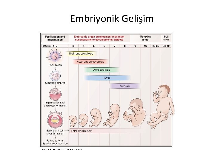 Embriyonik Gelişim 