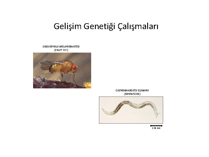 Gelişim Genetiği Çalışmaları DROSOPHILA MELANOGASTER (FRUIT FLY) CAENORHABDITIS ELEGANS (NEMATODE) 0. 25 mm 