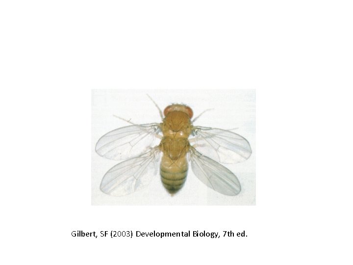 Gilbert, SF (2003) Developmental Biology, 7 th ed. 
