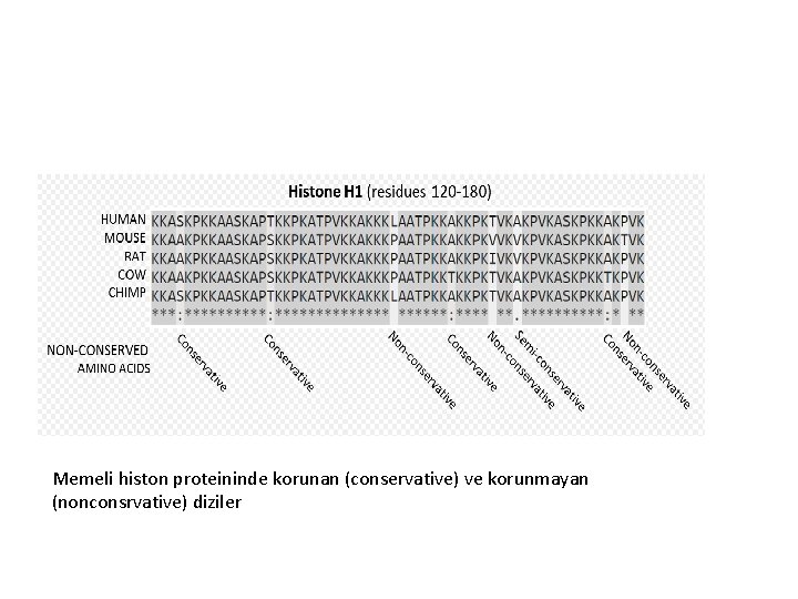 Memeli histon proteininde korunan (conservative) ve korunmayan (nonconsrvative) diziler 