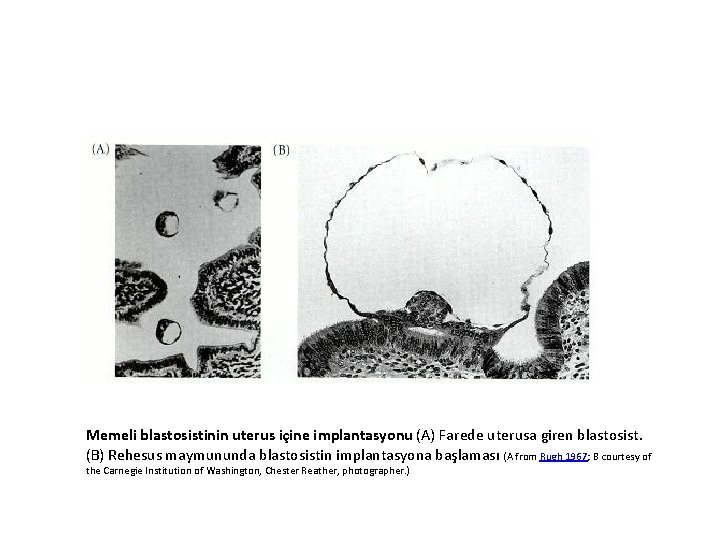 Memeli blastosistinin uterus içine implantasyonu (A) Farede uterusa giren blastosist. (B) Rehesus maymununda blastosistin