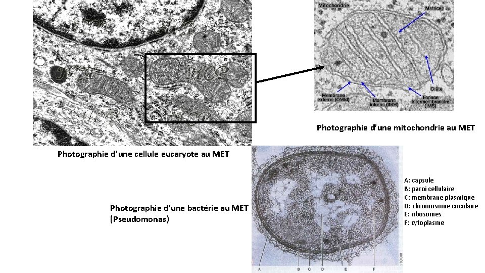 Photographie d’une mitochondrie au MET Photographie d’une cellule eucaryote au MET Photographie d’une bactérie