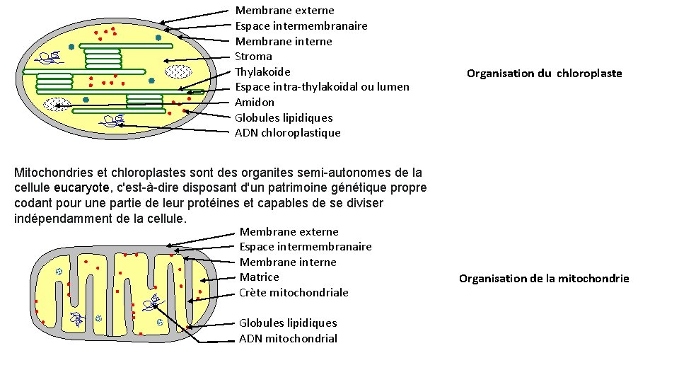 Membrane externe Espace intermembranaire Membrane interne Stroma Thylakoïde Espace intra-thylakoïdal ou lumen Amidon Globules